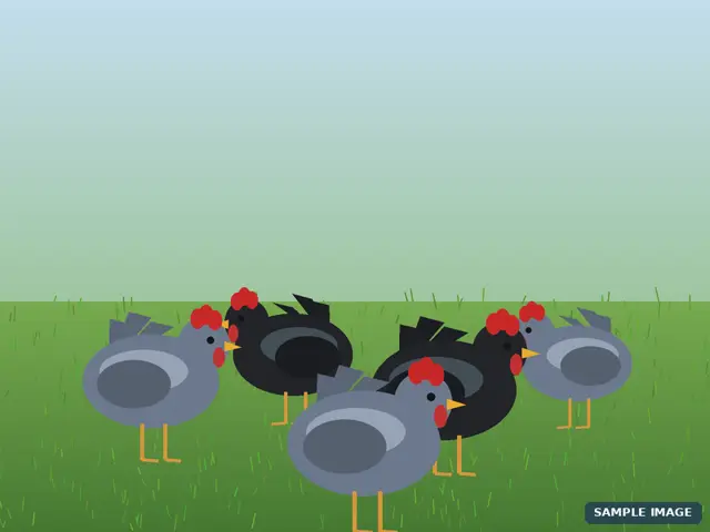 Cartoon illustration for the Blue Australorp laying line example
